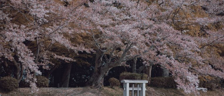 京都 大本山大覚寺 Ⅳ