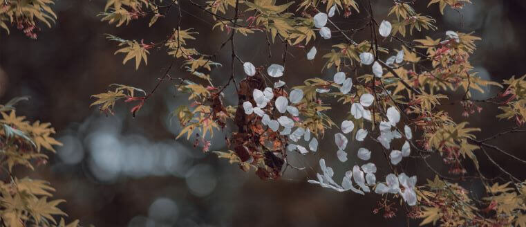 京都 大本山大覚寺 Ⅸ